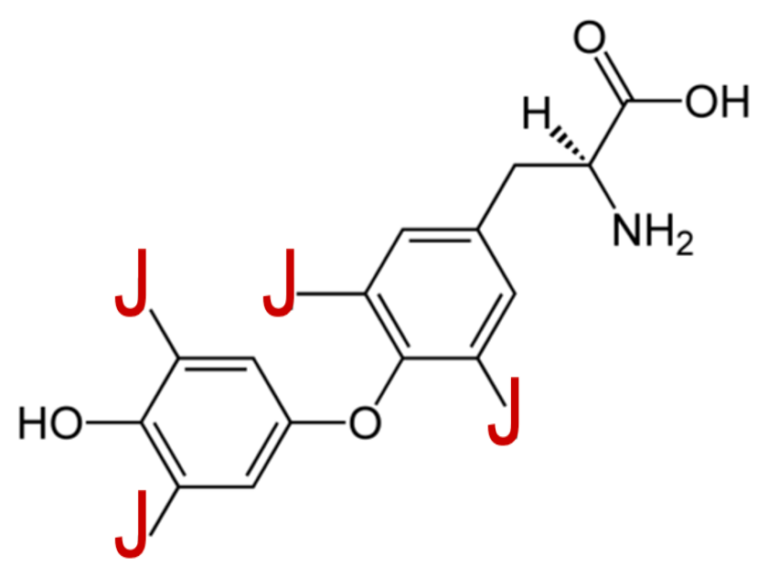 Laboruntersuchung Schilddrüsenordination Dr. Franz Prasch
